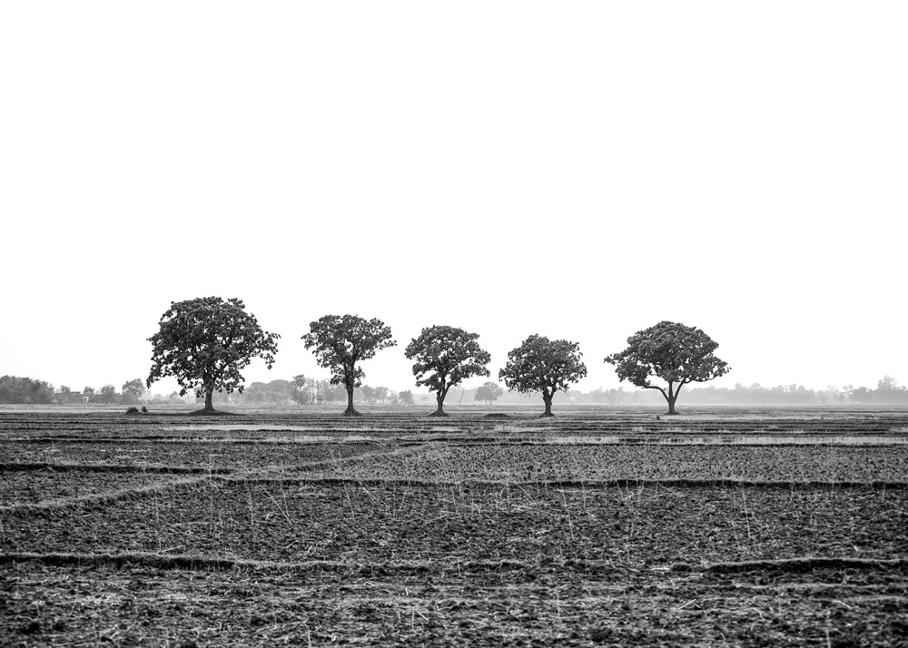 My Journey With Trees: Fascinating Photo Series By Dakshina Murthy